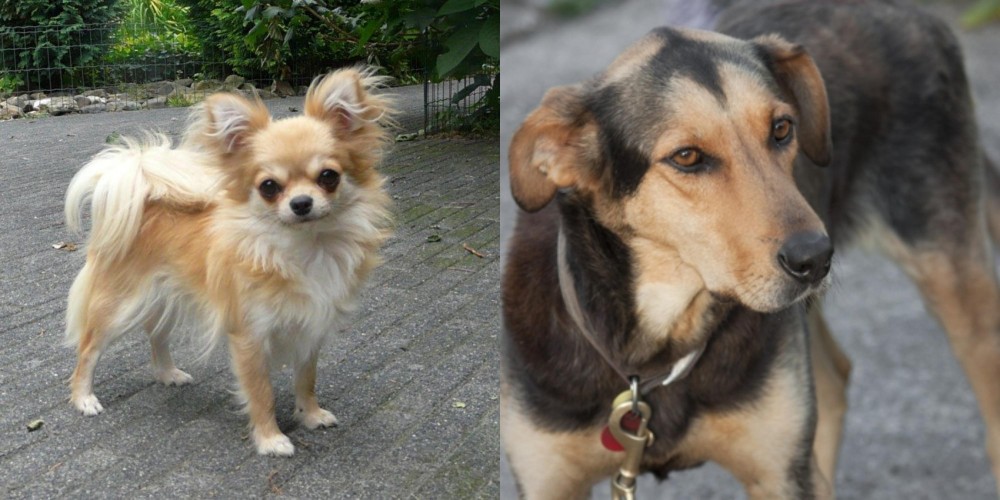 Huntaway vs Long Haired Chihuahua - Breed Comparison