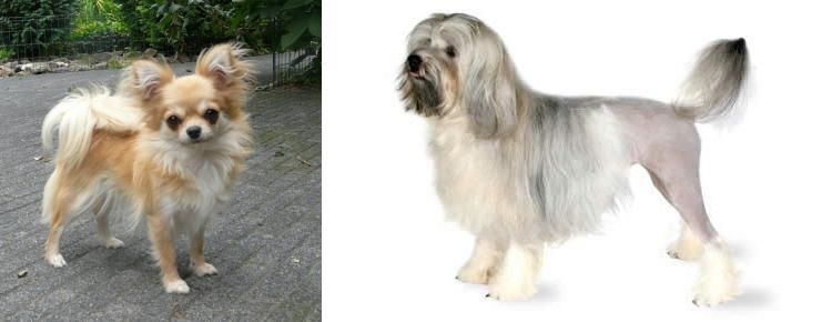 Lowchen vs Long Haired Chihuahua - Breed Comparison
