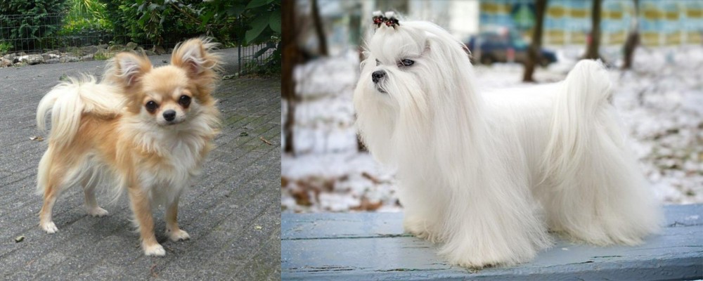 Maltese vs Long Haired Chihuahua - Breed Comparison