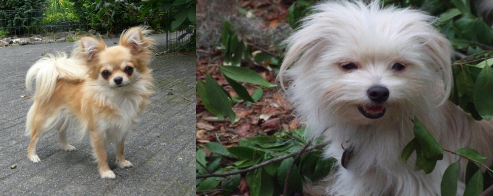 Malti-Pom vs Long Haired Chihuahua - Breed Comparison