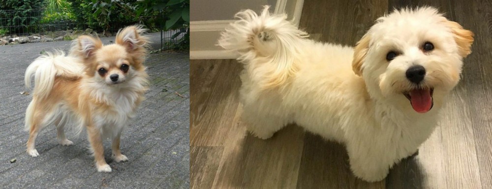 Maltipoo vs Long Haired Chihuahua - Breed Comparison
