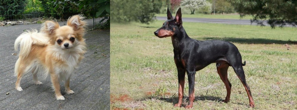 Manchester Terrier vs Long Haired Chihuahua - Breed Comparison