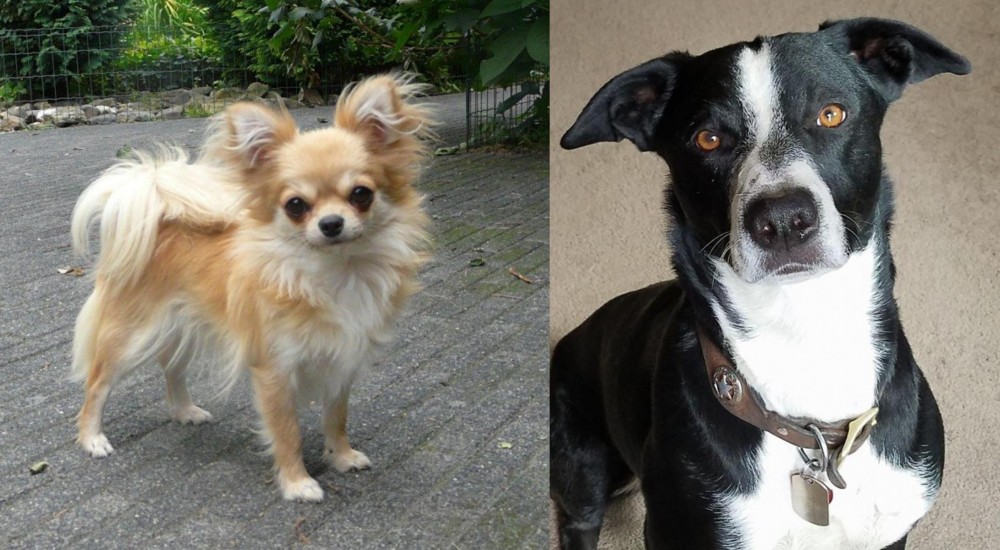 McNab vs Long Haired Chihuahua - Breed Comparison
