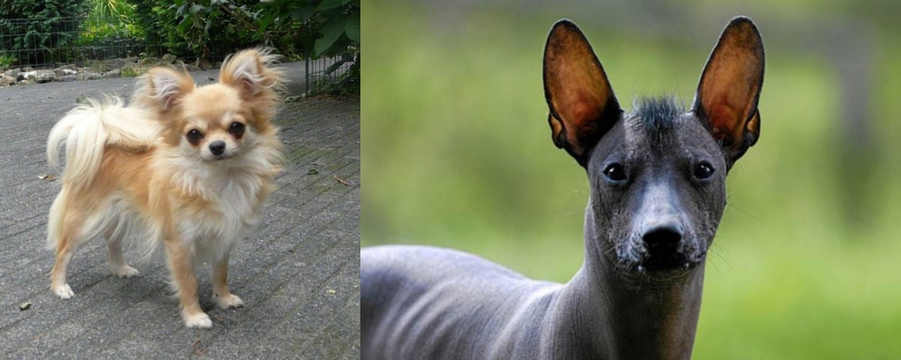 Mexican Hairless vs Long Haired Chihuahua - Breed Comparison