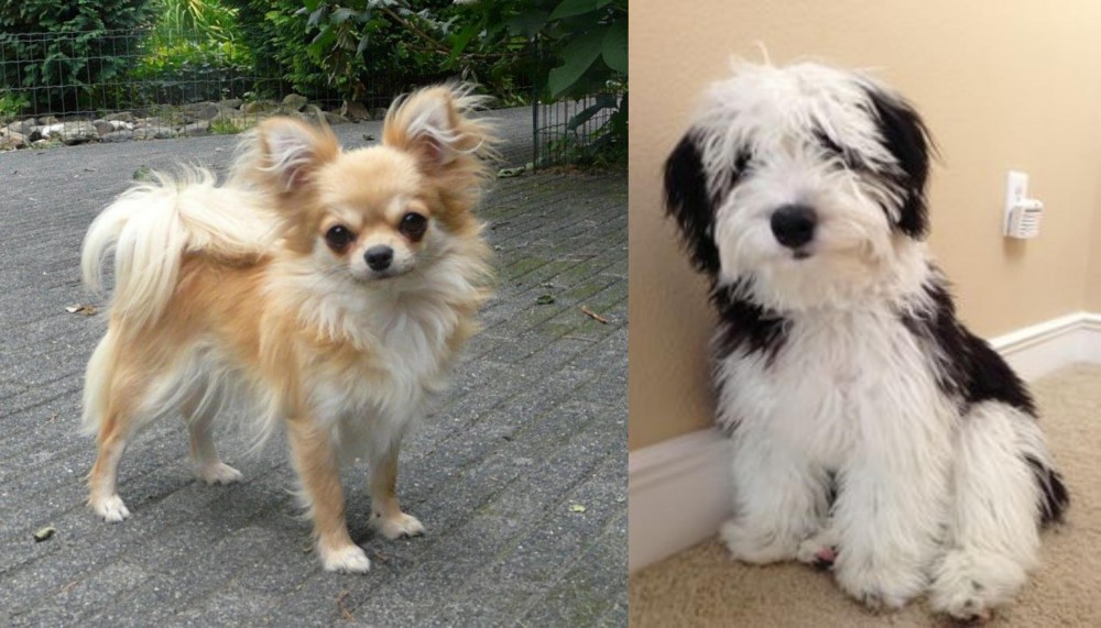 Mini Sheepadoodles vs Long Haired Chihuahua - Breed Comparison