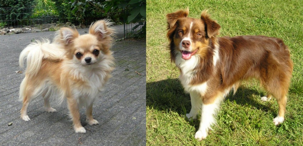 Miniature Australian Shepherd vs Long Haired Chihuahua - Breed Comparison