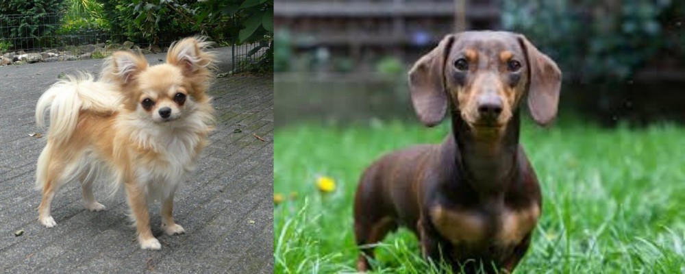Miniature Dachshund vs Long Haired Chihuahua - Breed Comparison