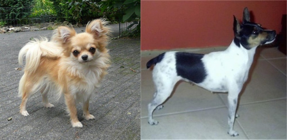 Miniature Fox Terrier vs Long Haired Chihuahua - Breed Comparison