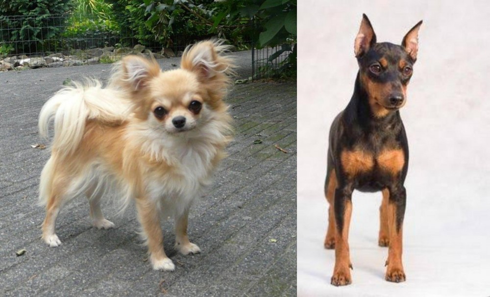 Miniature Pinscher vs Long Haired Chihuahua - Breed Comparison