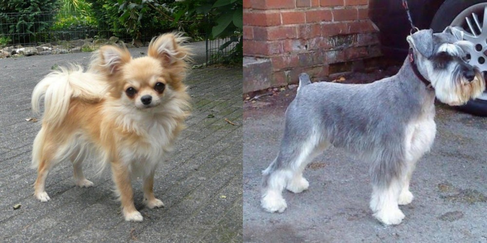 Miniature Schnauzer vs Long Haired Chihuahua - Breed Comparison