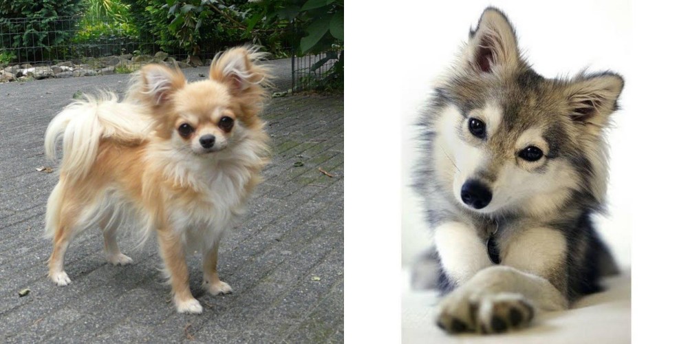 Miniature Siberian Husky vs Long Haired Chihuahua - Breed Comparison