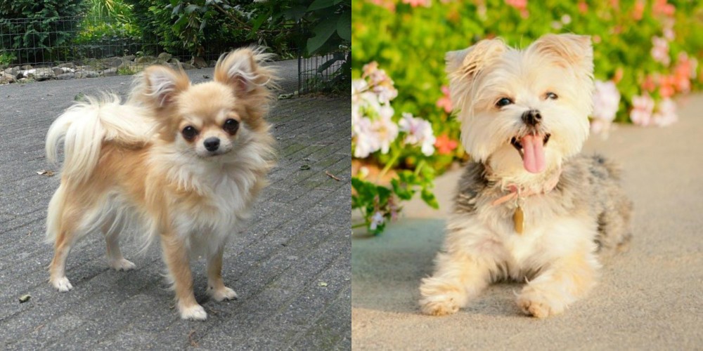 Morkie vs Long Haired Chihuahua - Breed Comparison