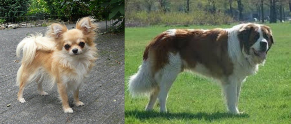Moscow Watchdog vs Long Haired Chihuahua - Breed Comparison