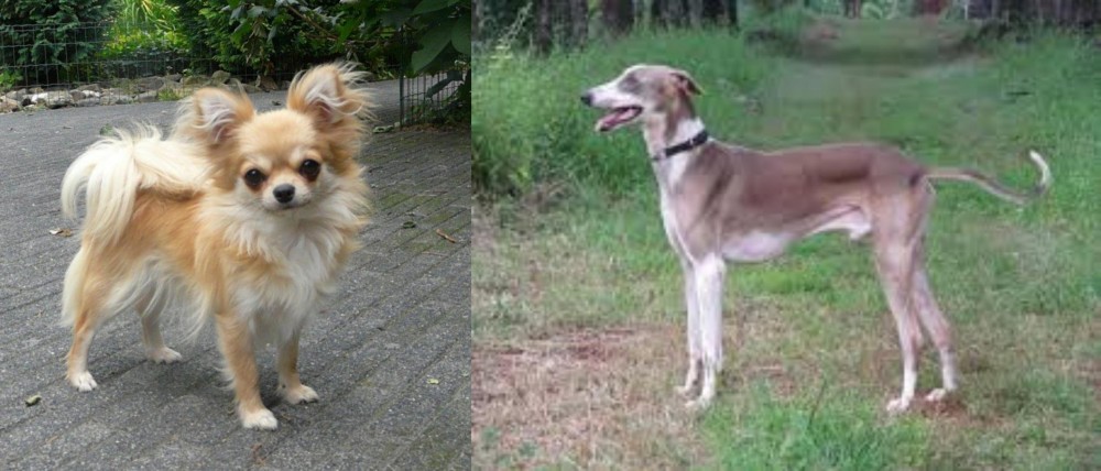 Mudhol Hound vs Long Haired Chihuahua - Breed Comparison