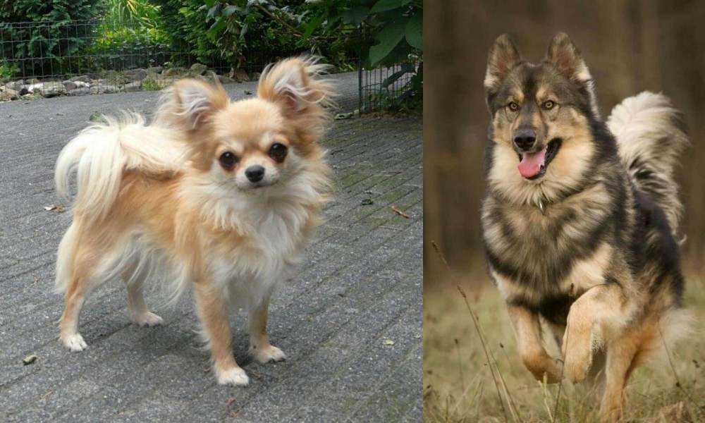 Native American Indian Dog vs Long Haired Chihuahua - Breed Comparison