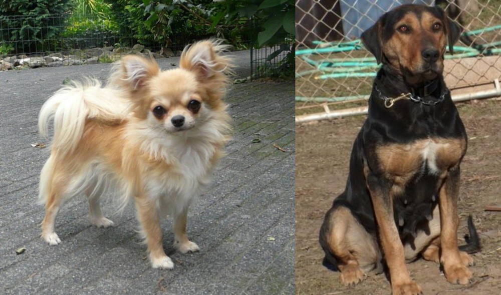 New Zealand Huntaway vs Long Haired Chihuahua - Breed Comparison
