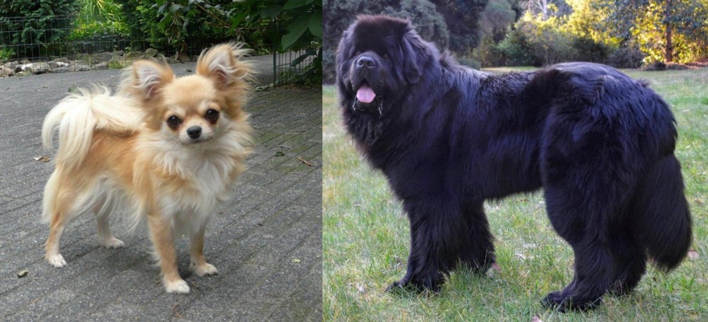 Newfoundland Dog vs Long Haired Chihuahua - Breed Comparison