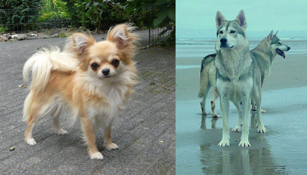 Northern Inuit Dog vs Long Haired Chihuahua - Breed Comparison