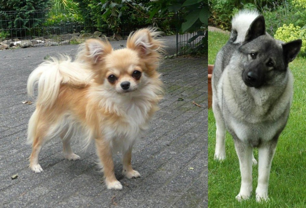 Norwegian Elkhound vs Long Haired Chihuahua - Breed Comparison
