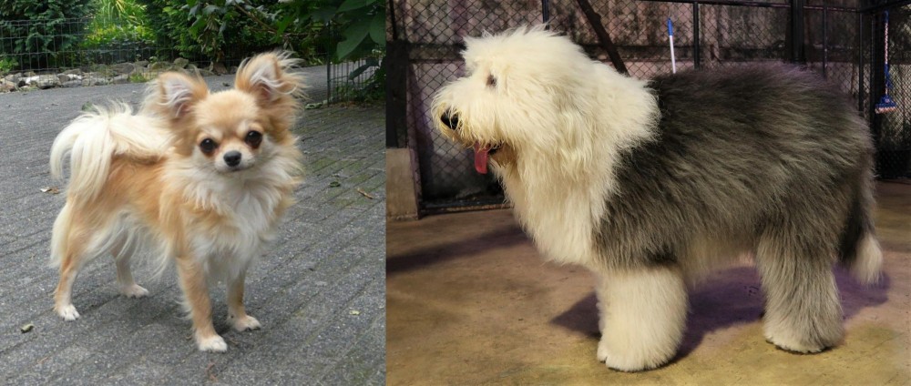 Old English Sheepdog vs Long Haired Chihuahua - Breed Comparison