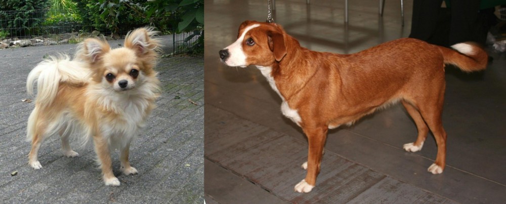 Osterreichischer Kurzhaariger Pinscher vs Long Haired Chihuahua - Breed Comparison