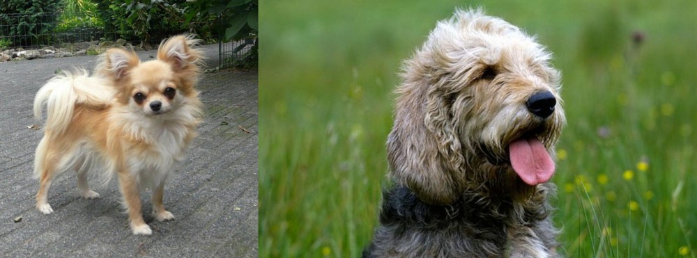 Otterhound vs Long Haired Chihuahua - Breed Comparison