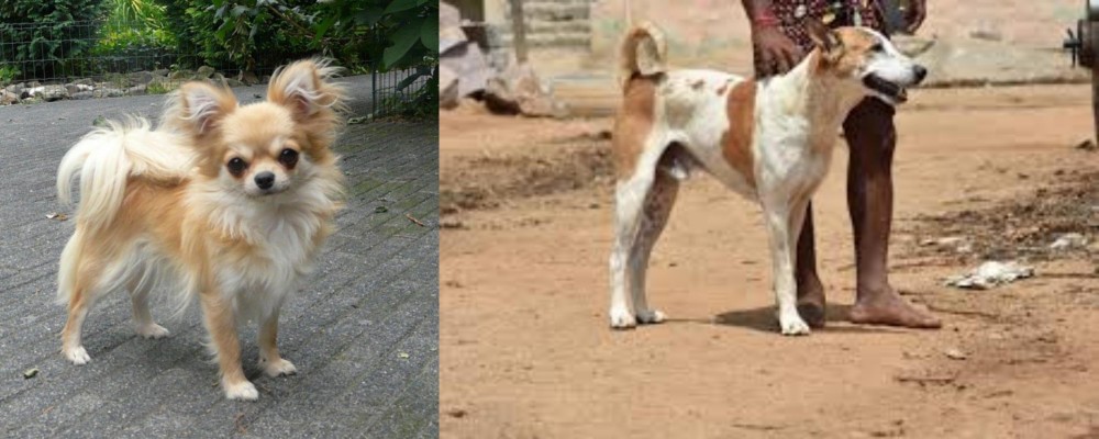 Pandikona vs Long Haired Chihuahua - Breed Comparison