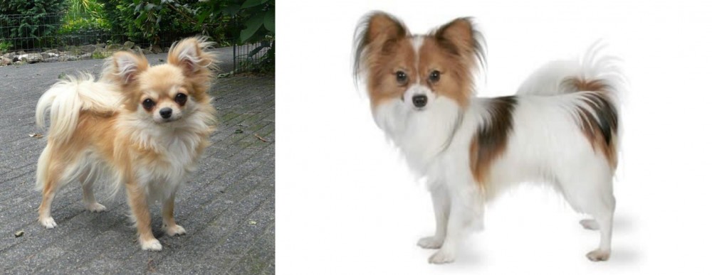 Papillon vs Long Haired Chihuahua - Breed Comparison