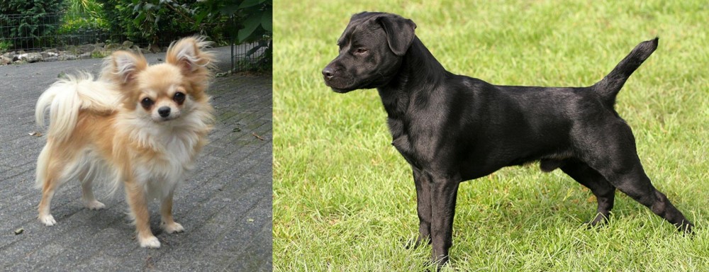 Patterdale Terrier vs Long Haired Chihuahua - Breed Comparison