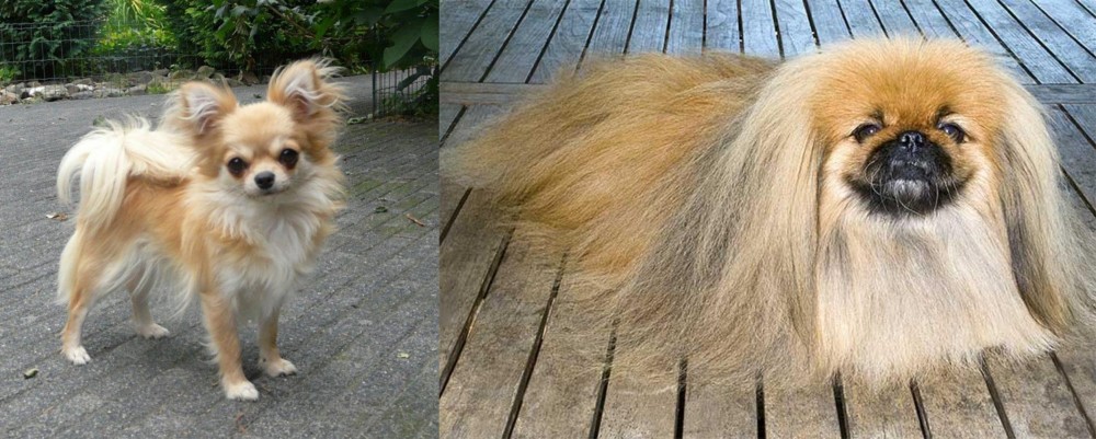 Pekingese vs Long Haired Chihuahua - Breed Comparison