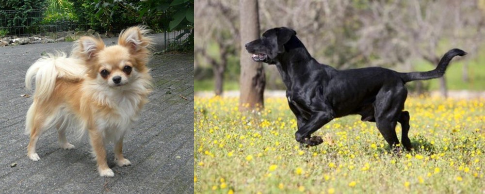 Perro de Pastor Mallorquin vs Long Haired Chihuahua - Breed Comparison