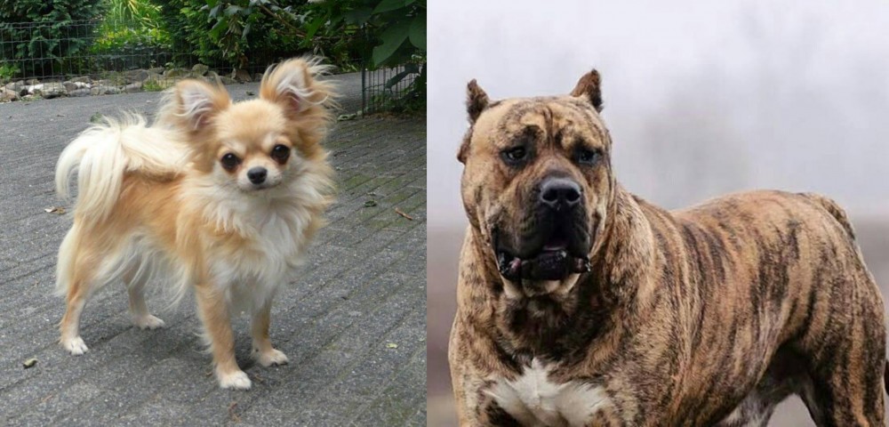 Perro de Presa Canario vs Long Haired Chihuahua - Breed Comparison