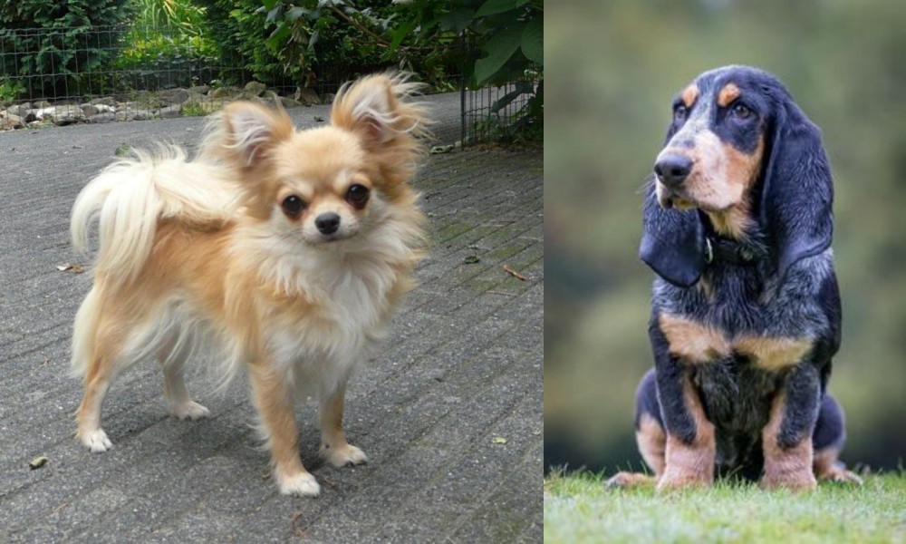 Petit Bleu de Gascogne vs Long Haired Chihuahua - Breed Comparison