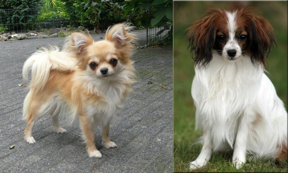 Phalene vs Long Haired Chihuahua - Breed Comparison