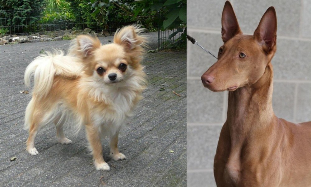 Pharaoh Hound vs Long Haired Chihuahua - Breed Comparison