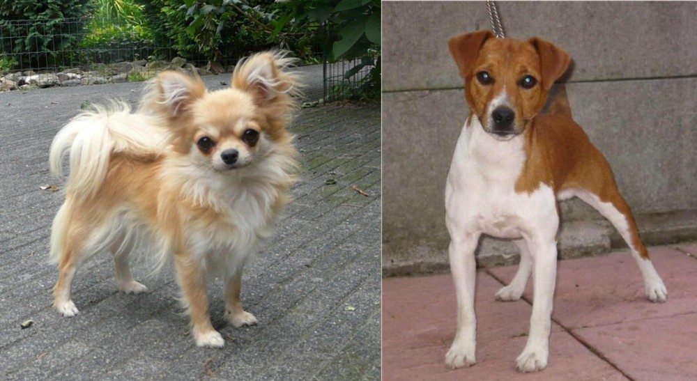 Plummer Terrier vs Long Haired Chihuahua - Breed Comparison