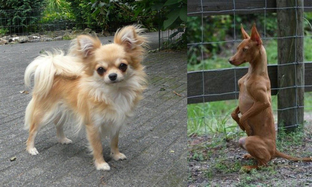 Podenco Andaluz vs Long Haired Chihuahua - Breed Comparison