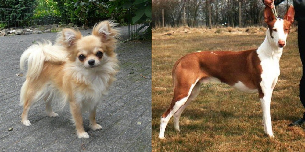 Podenco Canario vs Long Haired Chihuahua - Breed Comparison