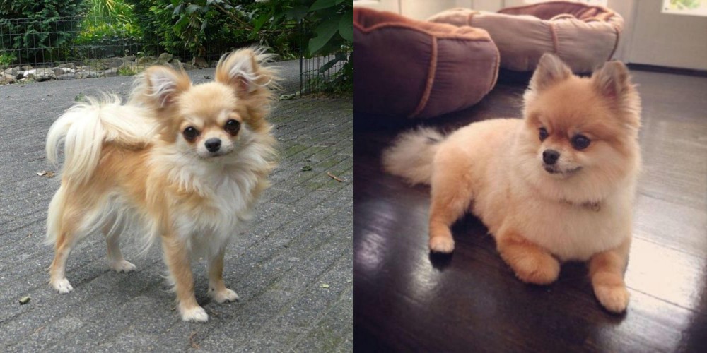 Pomeranian vs Long Haired Chihuahua - Breed Comparison