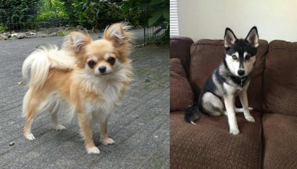 Pomsky vs Long Haired Chihuahua - Breed Comparison