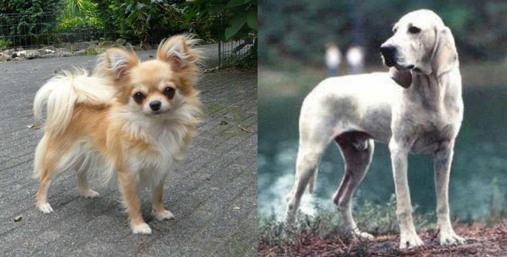 Porcelaine vs Long Haired Chihuahua - Breed Comparison
