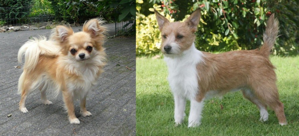 Portuguese Podengo vs Long Haired Chihuahua - Breed Comparison