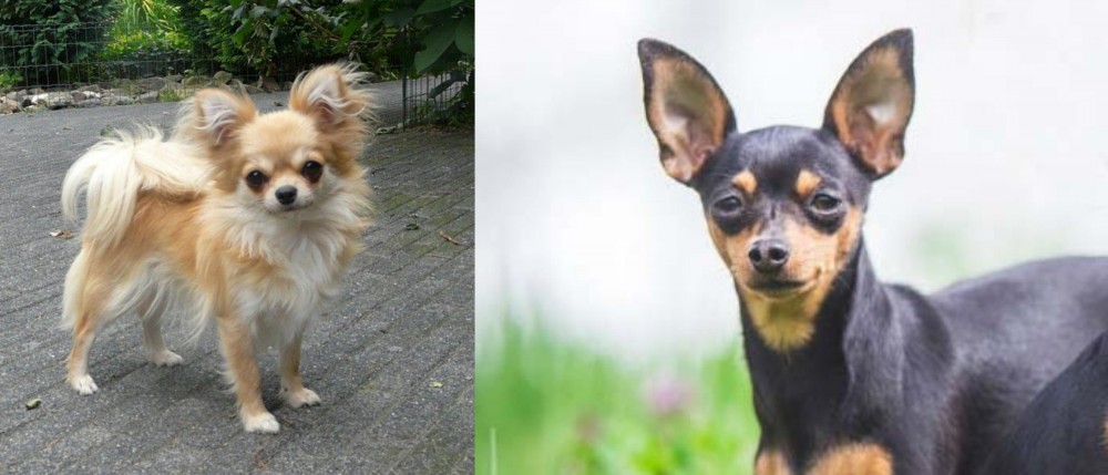 Prazsky Krysarik vs Long Haired Chihuahua - Breed Comparison