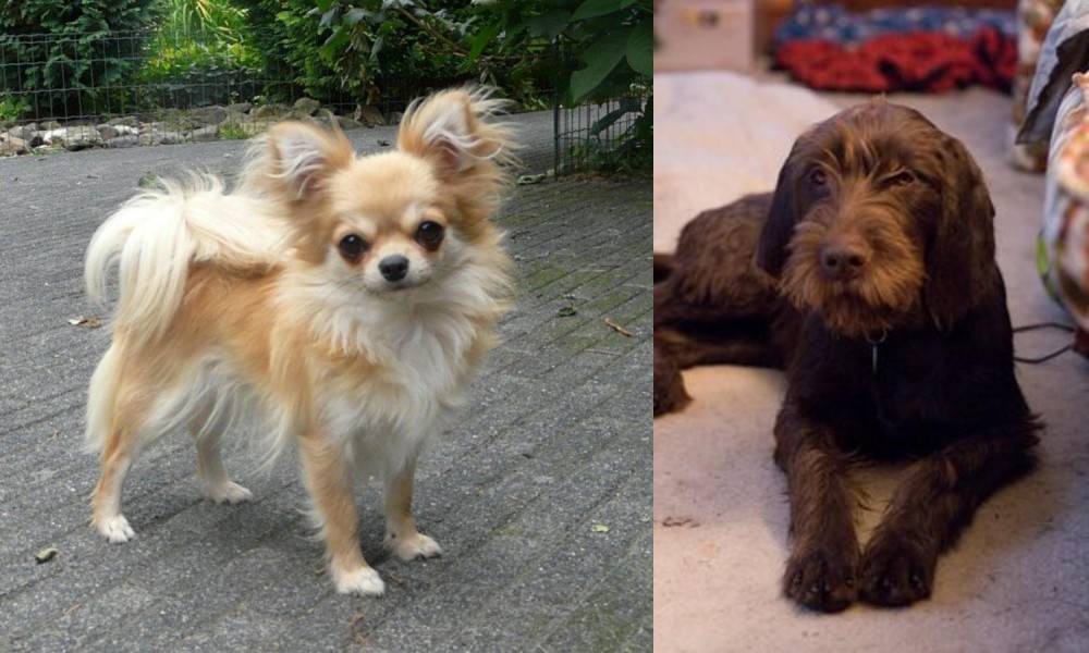 Pudelpointer vs Long Haired Chihuahua - Breed Comparison