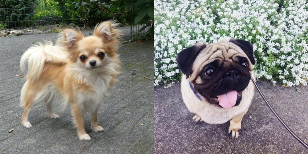 Pug vs Long Haired Chihuahua - Breed Comparison