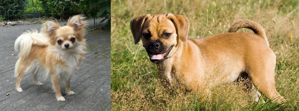 Puggle vs Long Haired Chihuahua - Breed Comparison