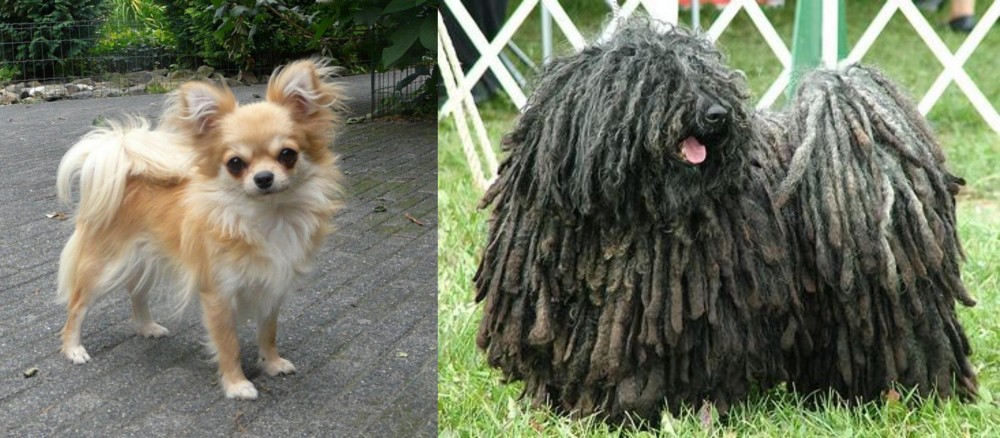 Puli vs Long Haired Chihuahua - Breed Comparison