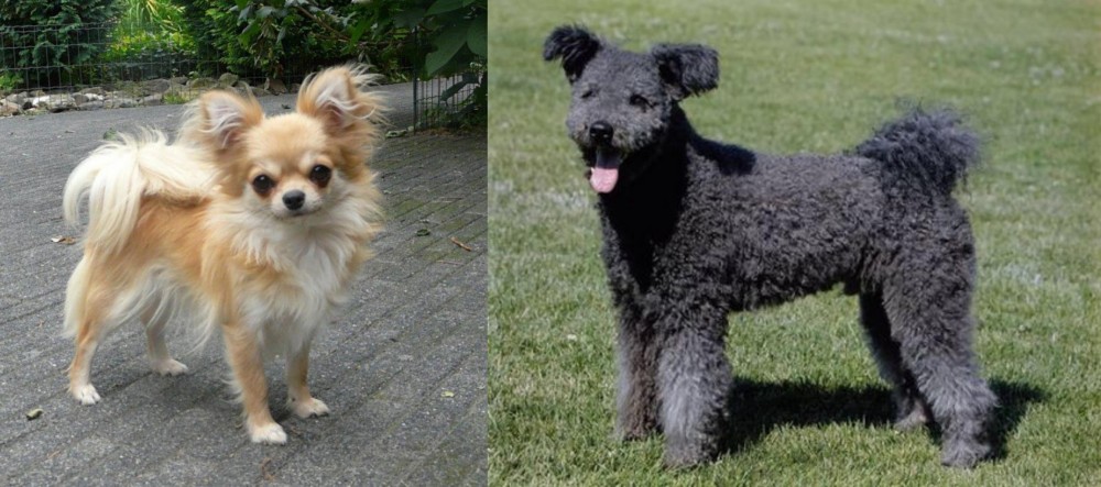 Pumi vs Long Haired Chihuahua - Breed Comparison