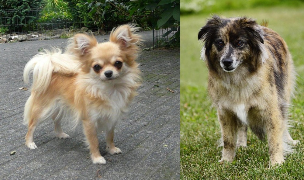 Pyrenean Shepherd vs Long Haired Chihuahua - Breed Comparison