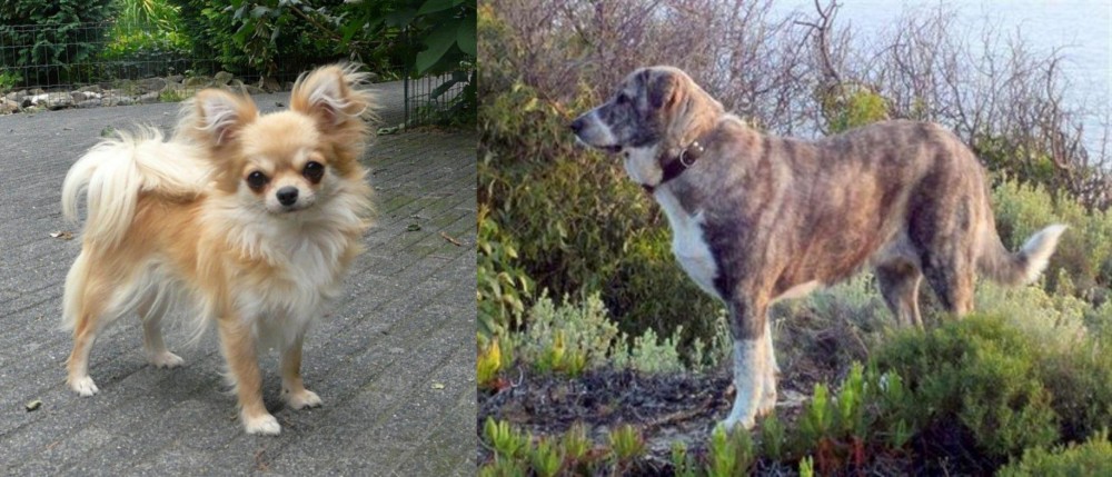 Rafeiro do Alentejo vs Long Haired Chihuahua - Breed Comparison